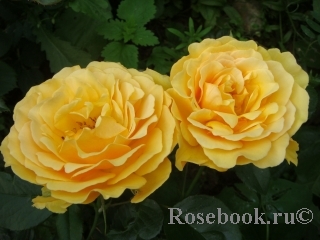 Роза амбер абунданс фото и описание
